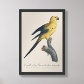 Guarouba dans sons jeune age / Sun parakeet フォトプリント