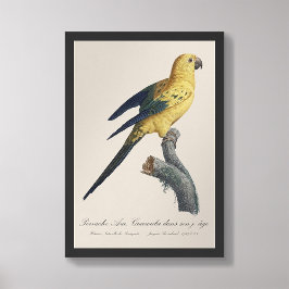 Guarouba dans sons jeune age / Sun parakeet フォトプリント