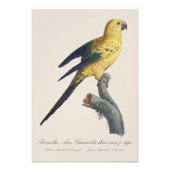 Guarouba dans sons jeune age / Sun parakeet フォトプリント (正面)