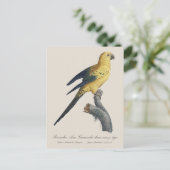 Guarouba dans sons jeune age / Sun parakeet ポストカード (スタンド正面)