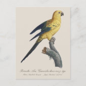 Guarouba dans sons jeune age / Sun parakeet ポストカード (正面)