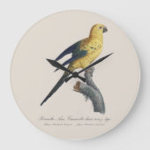 Guarouba dans sons jeune age / Sun parakeet ラージ壁時計 (正面)