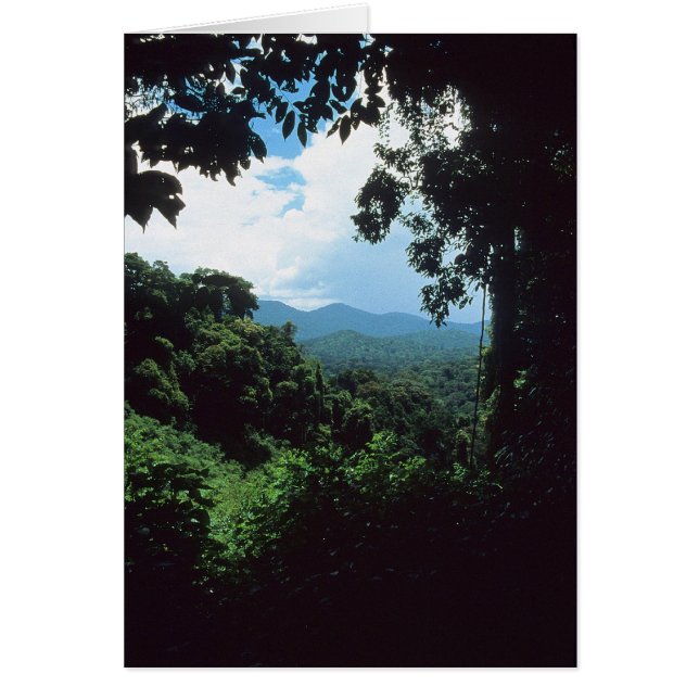 GUIANA:フランスの熱帯雨林の景色 (正面)