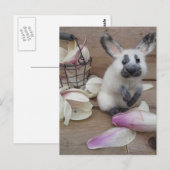 Guilty rabbit ポストカード (正面/裏面)