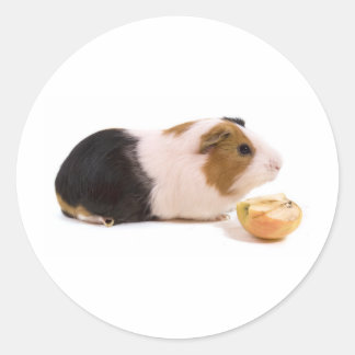 guinea pig eating an apple ラウンドシール