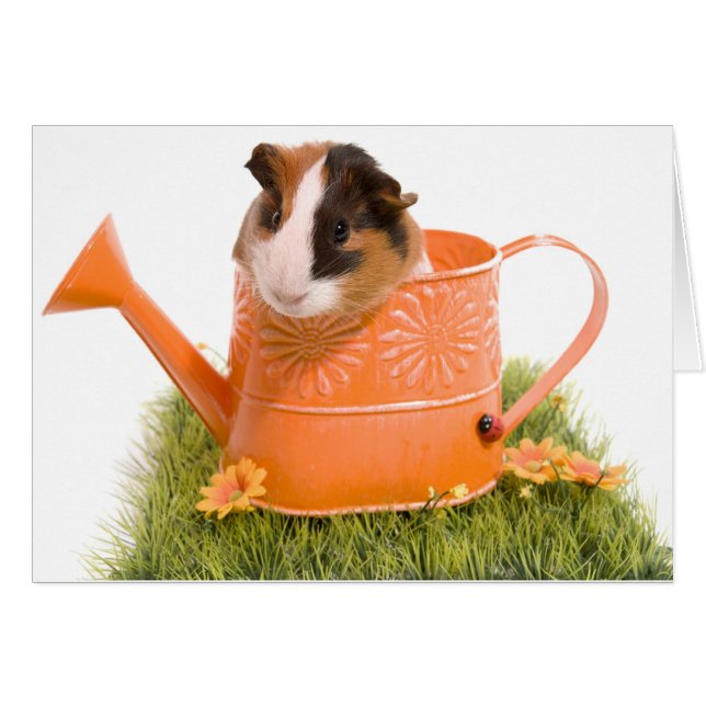 guinea pigs on a lawn (正面横)