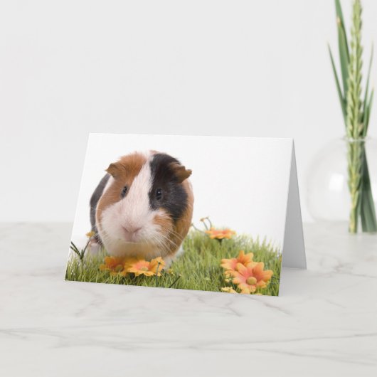 guinea pigs on a lawn カード (正面)