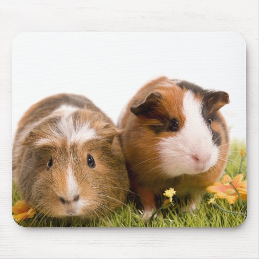 guinea pigs on a lawn マウスパッド (正面)