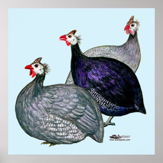 Guineas Three ポスター (正面)