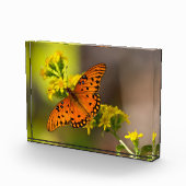 Gulf Fritillary aka Passion Butterfly on Goldenrod フォトブロック (右)