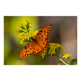 Gulf Fritillary aka Passion Butterfly on Goldenrod ポスター