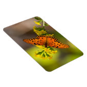 Gulf Fritillary aka Passion Butterfly on Goldenrod マグネット (右側)