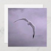 Gull in flight black and white シーズンカード (正面/裏面)
