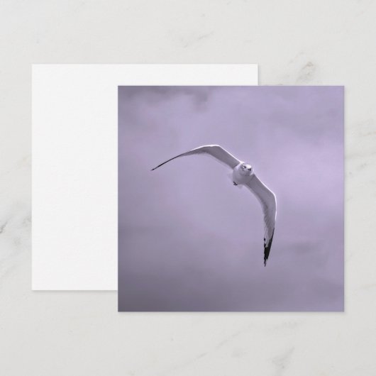 Gull in flight black and white シーズンカード (正面/裏面)