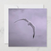 Gull in flight black and white シーズンカード (正面)