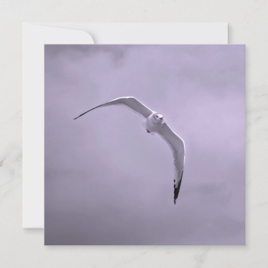 Gull in flight black and white シーズンカード (正面)