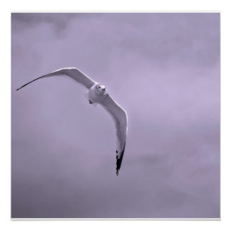 Gull in flight black and white ポスター