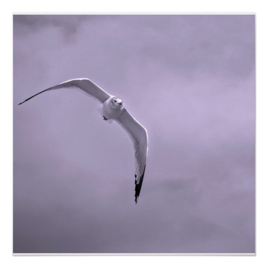 Gull in flight black and white ポスター (正面)
