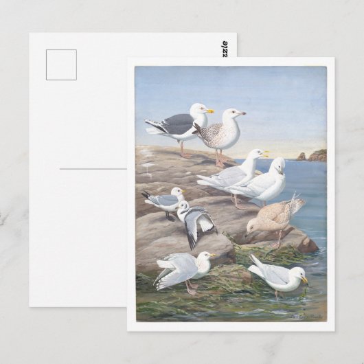 Gull Vintage Postcard ポストカード (正面/裏面)