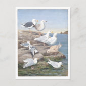 Gull Vintage Postcard ポストカード (正面)