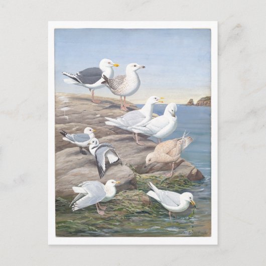 Gull Vintage Postcard ポストカード (正面)