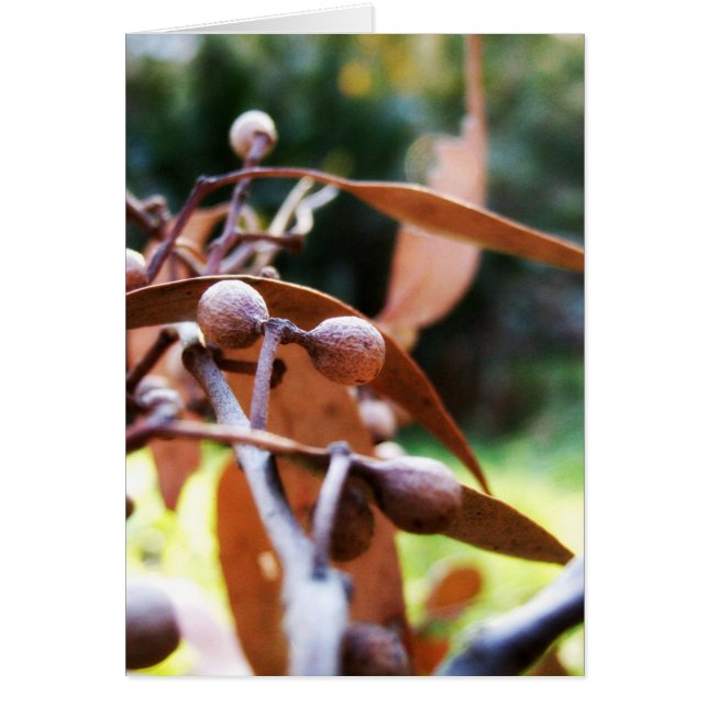 gumnutsカード (正面)