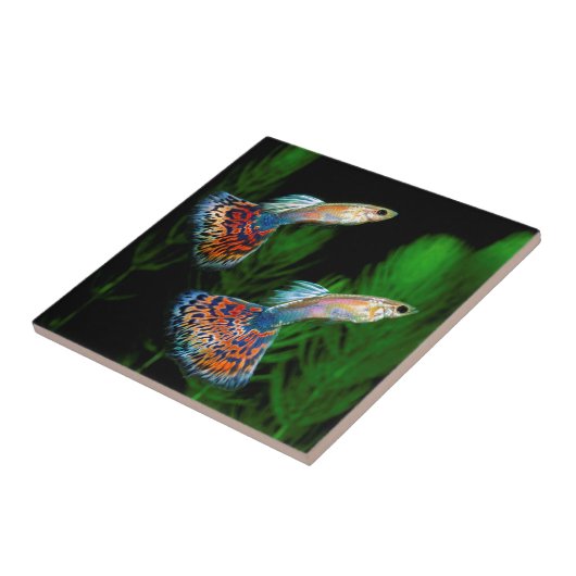 Guppies タイル (側面)