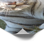 Gus – カード ポスター (角)