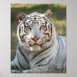 Gus – カード ポスター