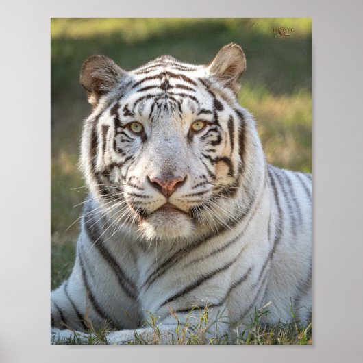 Gus – カード ポスター (正面)