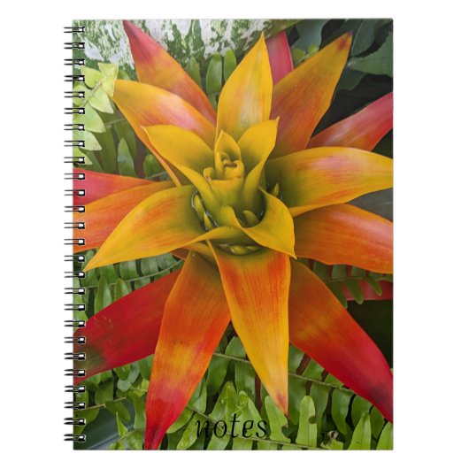 Guzmania Bromeliad Plant Floral ノートブック (正面)
