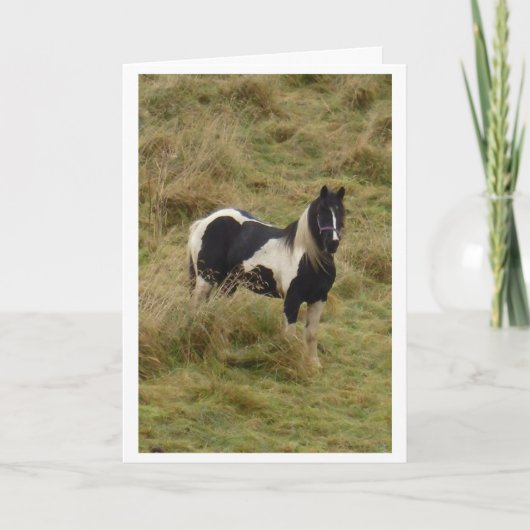 Gypsy pony stallion horse card カード (正面)
