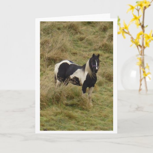 Gypsy pony stallion horse card カード (黄色い花)