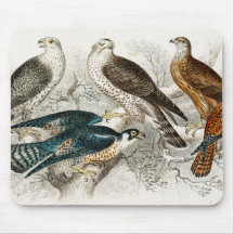 Gyr《鳥》ハヤブサ、Goshawk、KiteまたはGlead、Peregrine