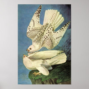 Gyrfalcon、ジョン・ジェームズ・オーデュボン ポスター