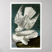 Gyrfalcon by John Audubon ポスター (正面)