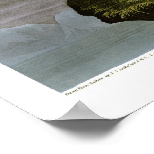 Gyrfalcon by John Audubon ポスター (角)