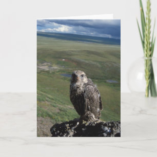 gyrfalcon、Falcoのrusticolus、年少に得ること カード