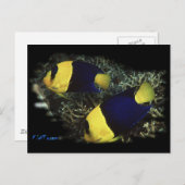 H2Oasisの二色の天使 ポストカード (正面/裏面)