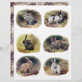 H.マグワイアによるヴィンテージバンニーのコレクション (正面/裏面)