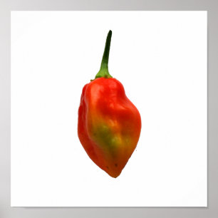 Habaneroの独身のなコショウの写真 ポスター