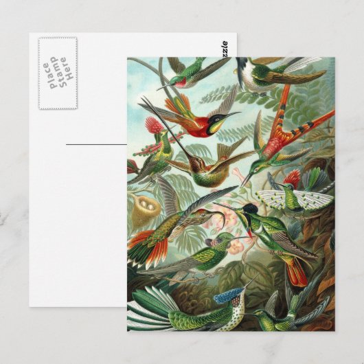 HaeckelのTrochilidae ポストカード (正面/裏面)