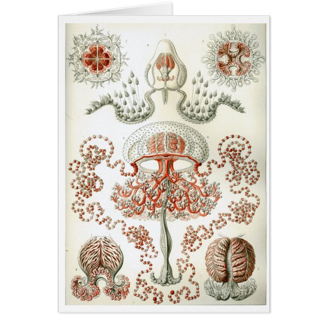 Haeckel_Anthomedusae (正面)