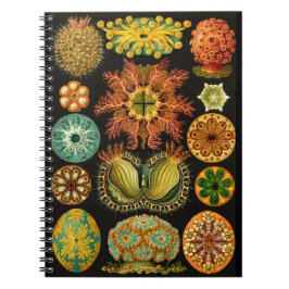Haeckel Ascidiaeの海洋生物のイラストレーション6.5X8.75 " ノートブック