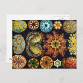 Haeckel Ascidiae複数の製品厳選された ポストカード (正面/裏面)