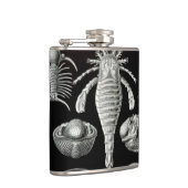 Haeckel Aspidonia フラスク (右)