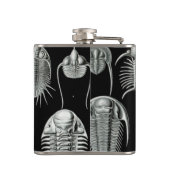 Haeckel Aspidonia フラスク (裏面)