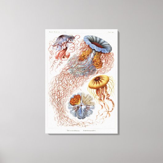 Haeckel Clezerg, Discomedusa キャンバスプリント (正面)