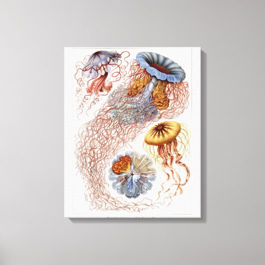 Haeckel Clezerg, Discomedusa キャンバスプリント (正面)