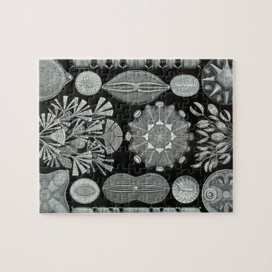 Haeckel Diatomea ジグソーパズル (横)